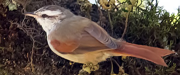 Stripe-crowned Spinetail