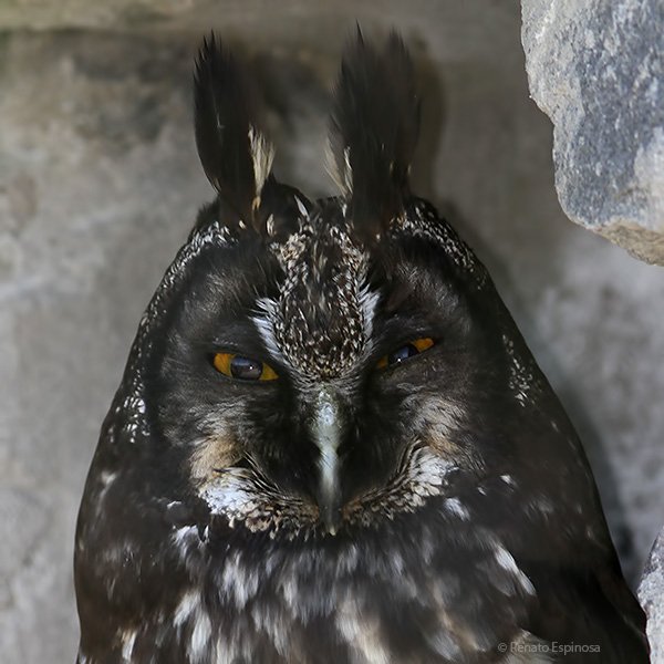 Stygian-Owl