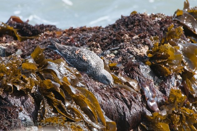 Surfbird