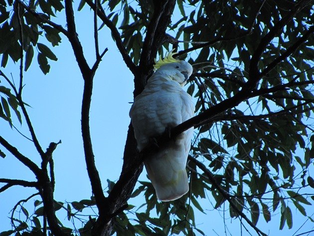 Sulphur-crested Cockatoo (2)