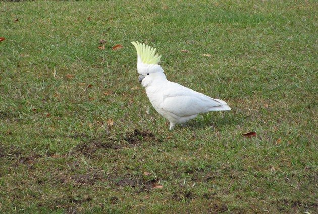 Sulphur-crested Cockatoo