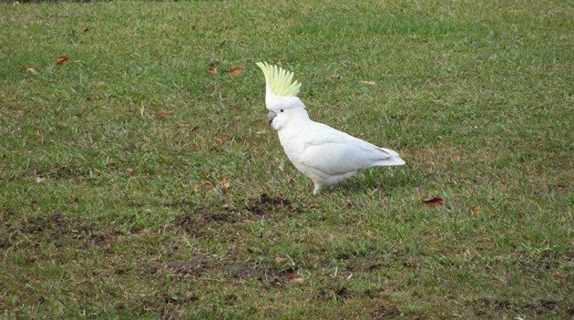 Sulphur-crested Cockatoo