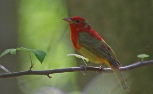 Summer Tanager at the waterhole