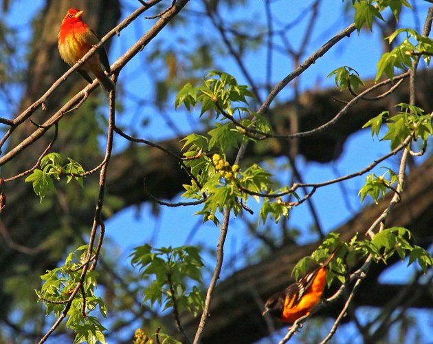 Summer Tanager with Baltimore Oriole