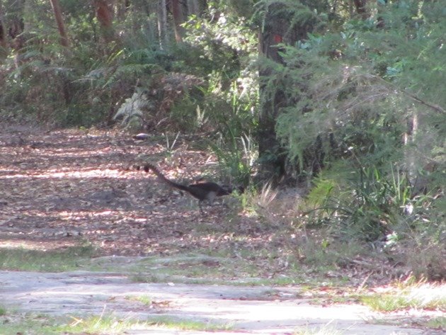 Superb Lyrebird (2)