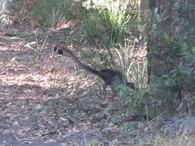 Superb Lyrebird (3)