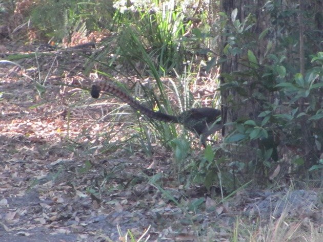 Superb Lyrebird (4)