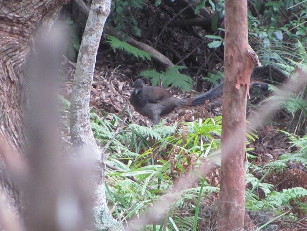 Superb Lyrebird