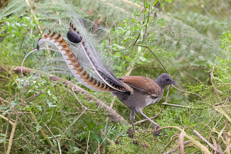 Superb_lyrbird_in_scrub