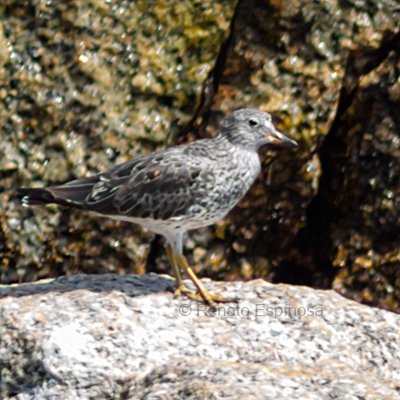 Surfbird