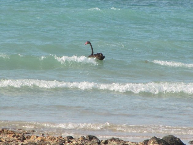 Surfing Black Swan (2)