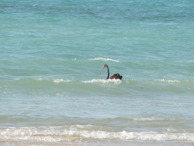 Surfing Black Swan