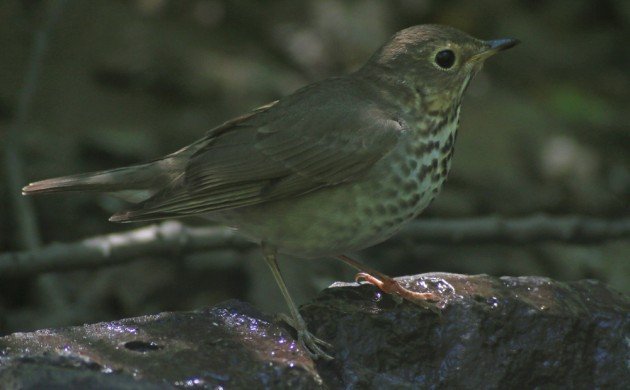 Swainson's Thrush