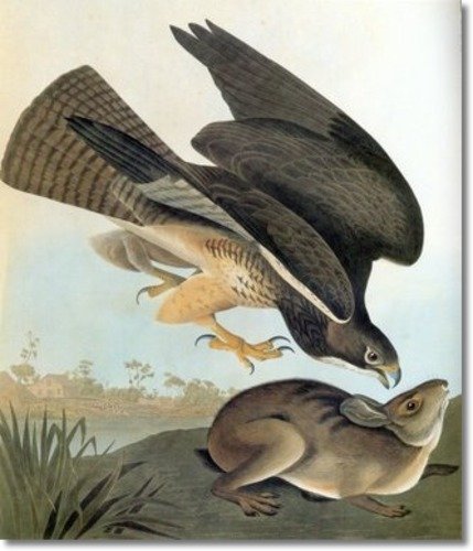 Swainson's Hawk Audubon
