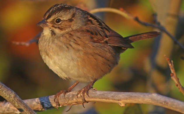 Swamp Sparrow