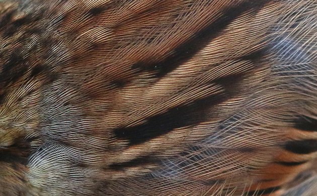 Swamp Sparrow plumage detail