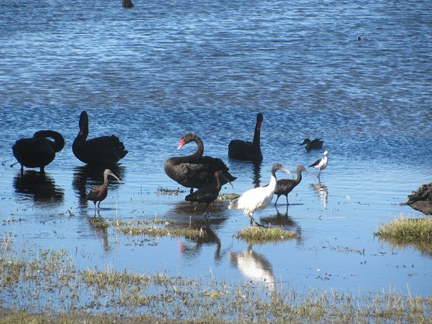 Swans, Ibis & Stilt