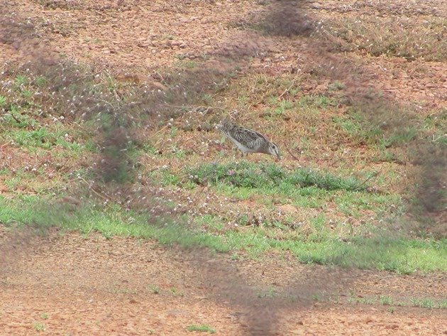 Swinhoe's Snipe (3)