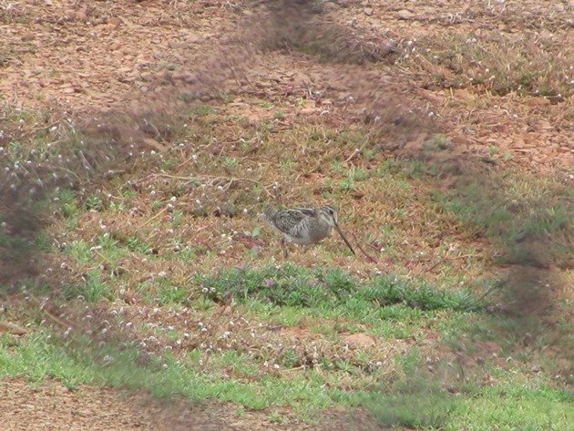 Swinhoe's Snipe (4)