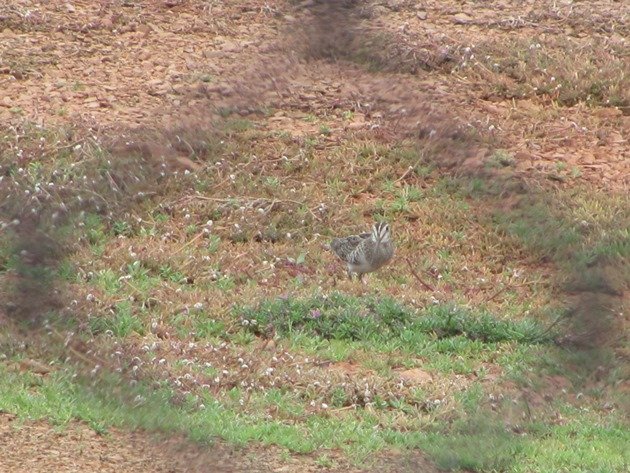 Swinhoe's Snipe (5)