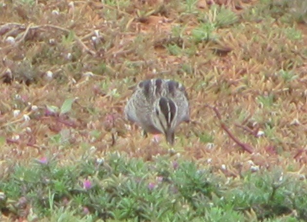 Swinhoe's Snipe (6)