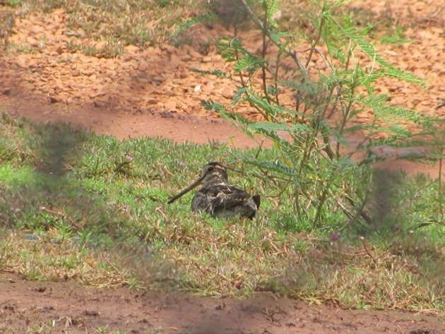 Swinhoe's Snipe (7)