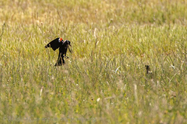 Tri-colored Blackbird Male