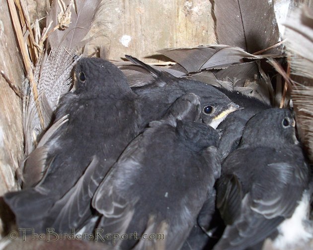 Tree Swallow Nestlings