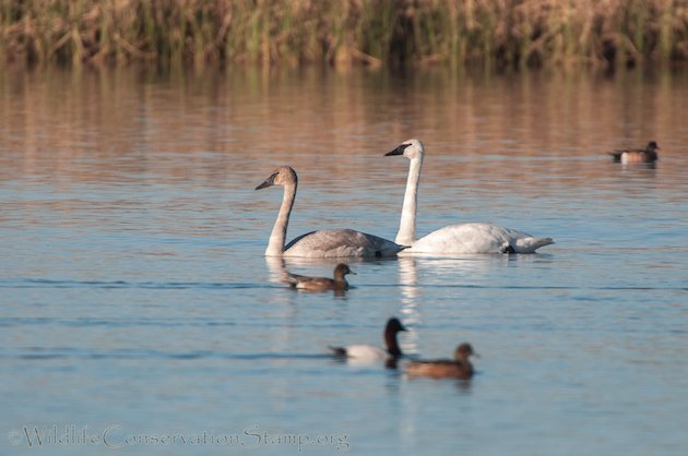 Trumpeter Swan Adult and Immature