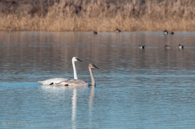 Trumpeter Swan Adult with Immature