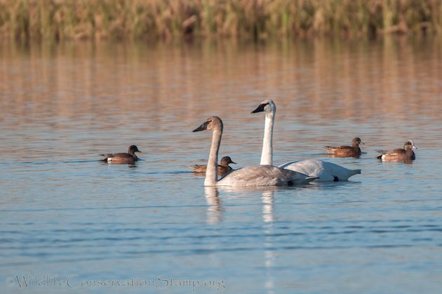 Trumpeter Swan Adult with Immature