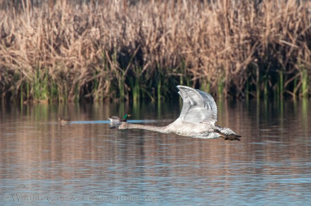 Immature Trumpeter Swan In Flight