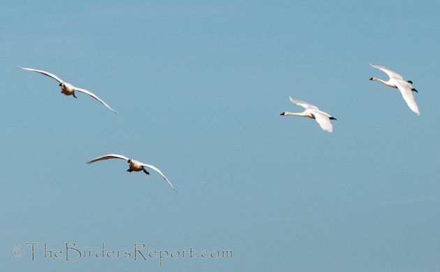 Tundra Swan