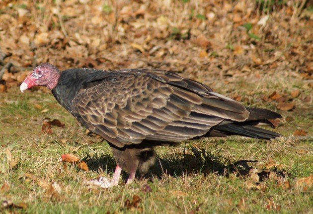 Turkey Vulture