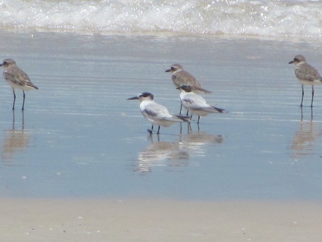 Taiwan flagged Little Tern-Australia (2)