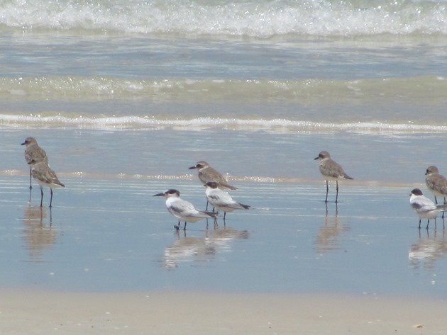 Taiwan flagged Little Tern-Australia (3)