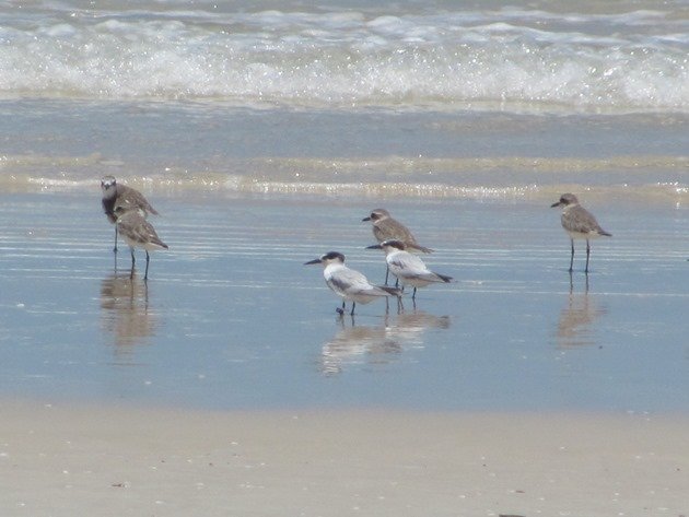 Taiwan flagged Little Tern-Australia (4)