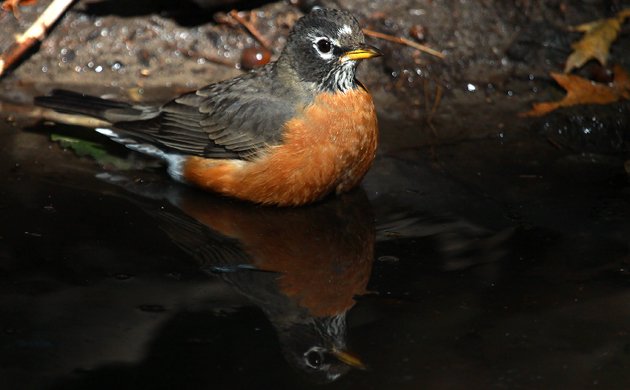 American Robin at Tanner's Spring