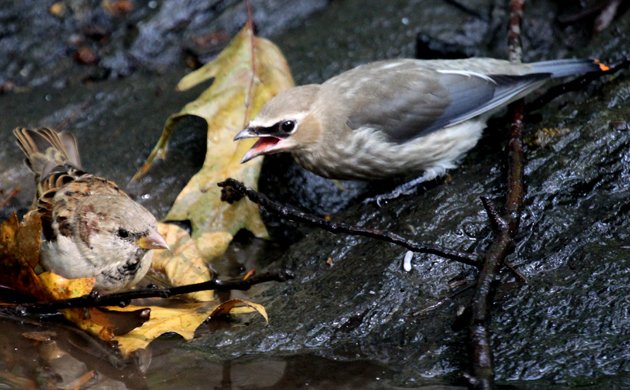 Cedar Waxwing begging for food from a House Sparrow