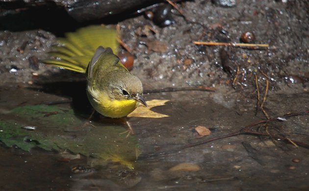 Common Yellowthroat at Tanner's Spring