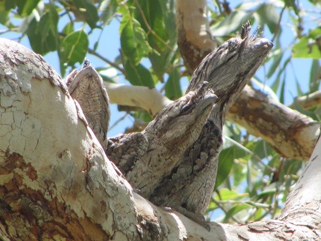 Tawny Frogmouth family (10)