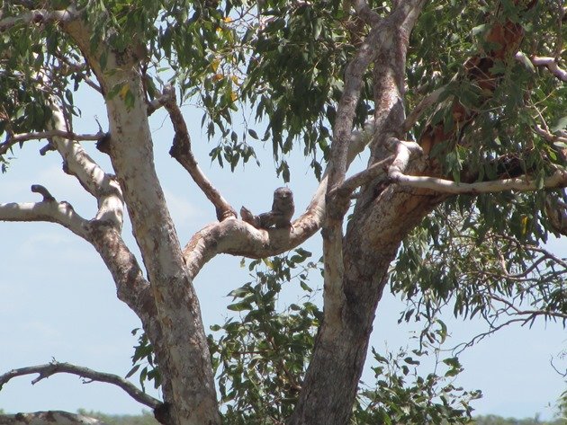 Tawny Frogmouth family (11)