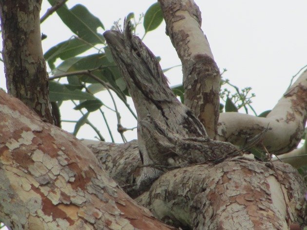 Tawny Frogmouth family (2)