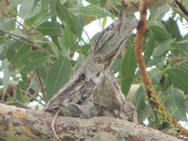 Tawny Frogmouth family (3)