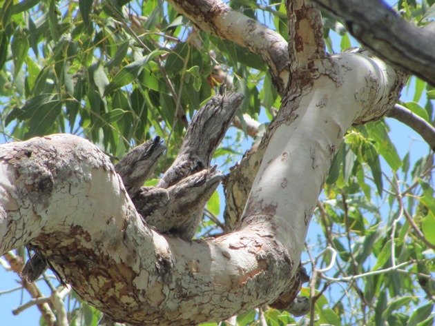 Tawny Frogmouth family (5)