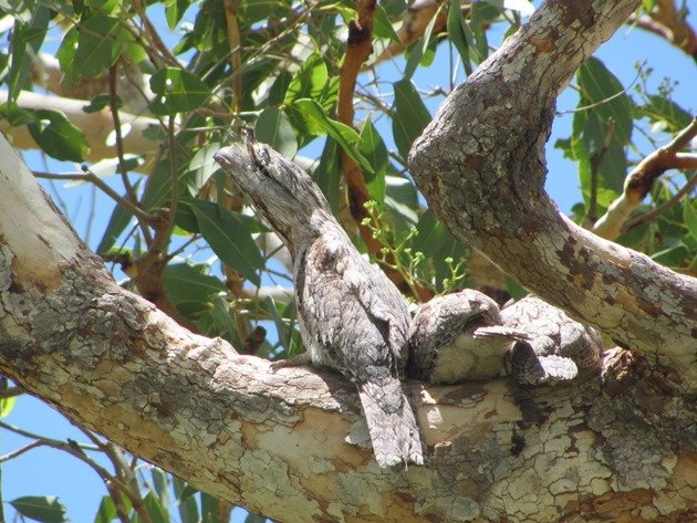 Tawny Frogmouth family (6)