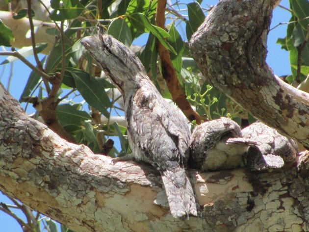 Tawny Frogmouth family (7)