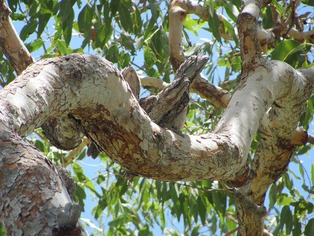 Tawny Frogmouth family (8)