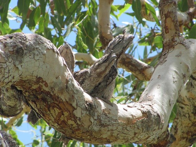 Tawny Frogmouth family (9)