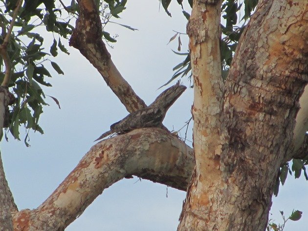 Tawny Frogmouth nest (3)